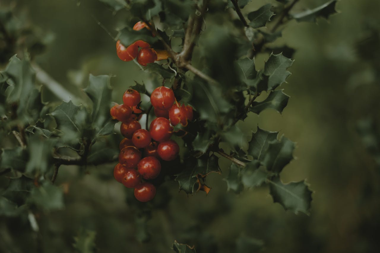 Vibrant red berries on a holly branch, showcasing natural beauty and texture.